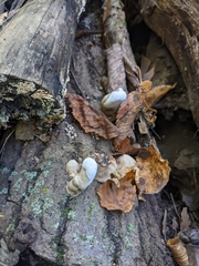 Ganoderma applanatum