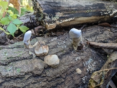 Ganoderma applanatum