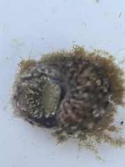 Agathistoma fasciatum