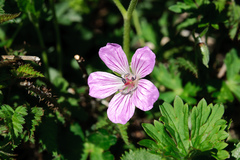 Geranium hayatanum