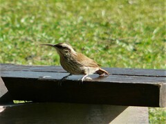 Lepidocolaptes angustirostris