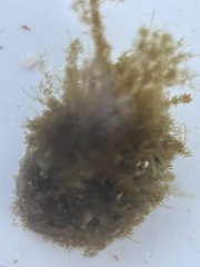 Agathistoma fasciatum