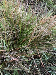 Juncus squarrosus