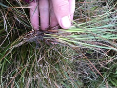 Juncus squarrosus