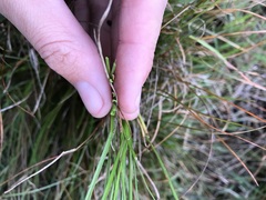 Juncus squarrosus