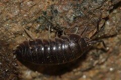 Cylisticus convexus
