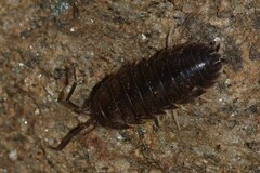 Cylisticus convexus