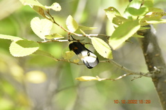 Hemileuca nevadensis