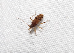 Ozophora picturata