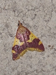Pyraustinae