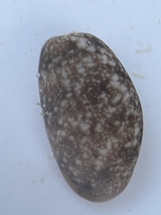 Bulla occidentalis
