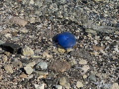 Rhizostoma pulmo