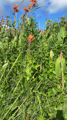 Canna × generalis