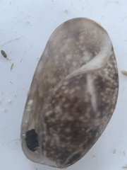 Bulla occidentalis