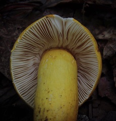 Russula flavida