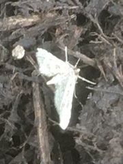 Parapoynx diminutalis