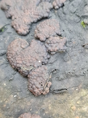 Jackrogersella multiformis