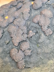 Jackrogersella multiformis