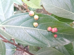 Ficus racemosa