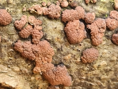 Jackrogersella multiformis