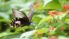 Papilio polytes