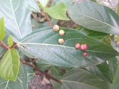 Ficus racemosa