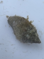 Columbella rusticoides