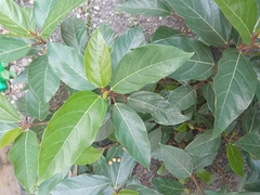 Ficus racemosa