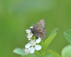 Callophrys lanoraieensis