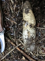 Catathelasma ventricosum