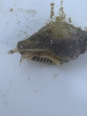 Columbella rusticoides