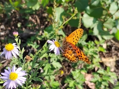 Argynnis hyperbius
