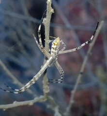 Argiope