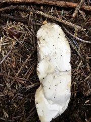 Catathelasma ventricosum