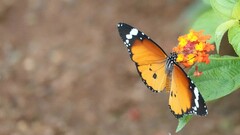 Danaus chrysippus