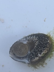 Agathistoma fasciatum