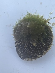 Agathistoma fasciatum