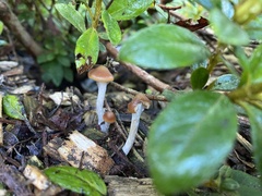 Psilocybe cyanescens