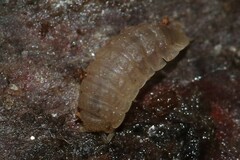 Haplophthalmus danicus