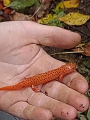Pseudotriton ruber