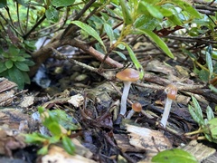 Psilocybe cyanescens