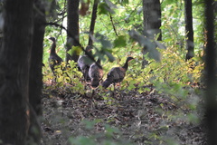 Meleagris gallopavo silvestris