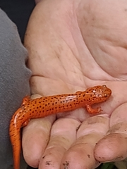 Pseudotriton ruber