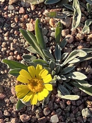 Tetraneuris argentea