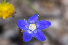 Wahlenbergia