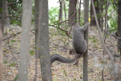 Eulemur rufifrons
