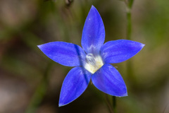 Wahlenbergia