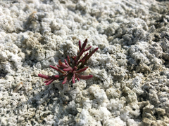 Salicornia rubra