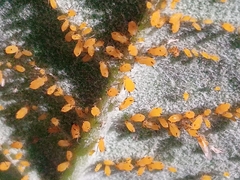 Aphis nerii