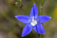 Wahlenbergia